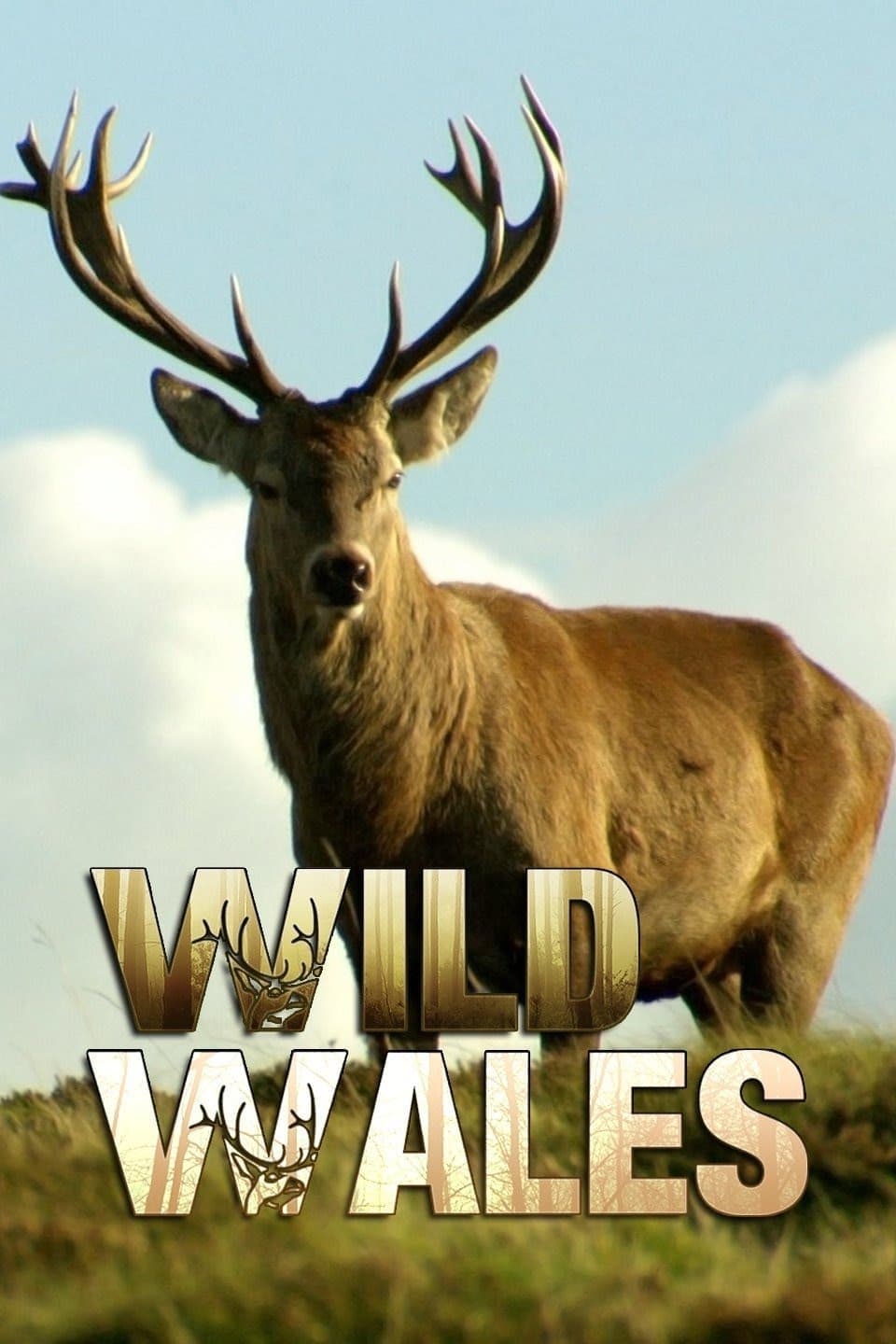 Divoký Wales