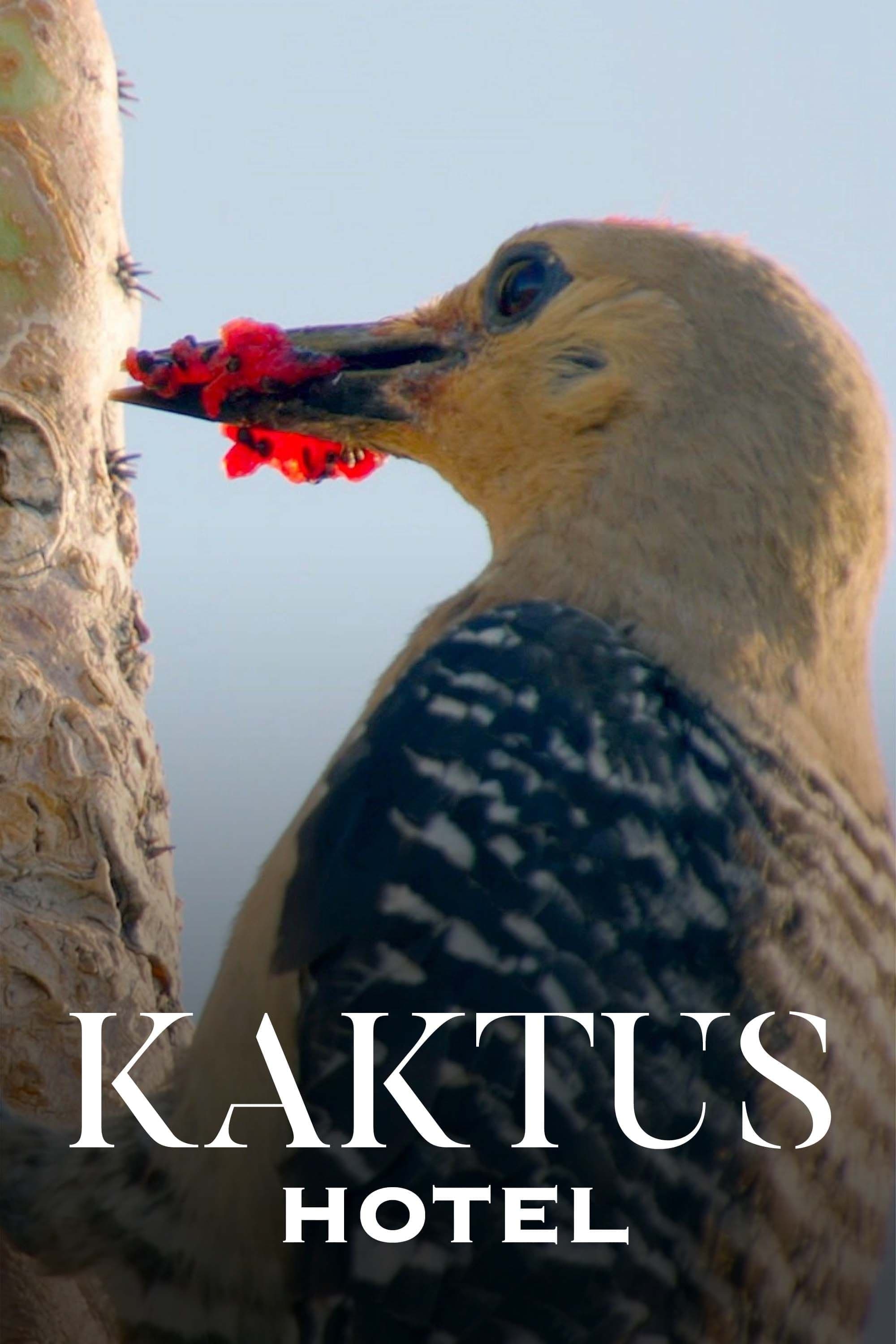 Hotel Kaktus