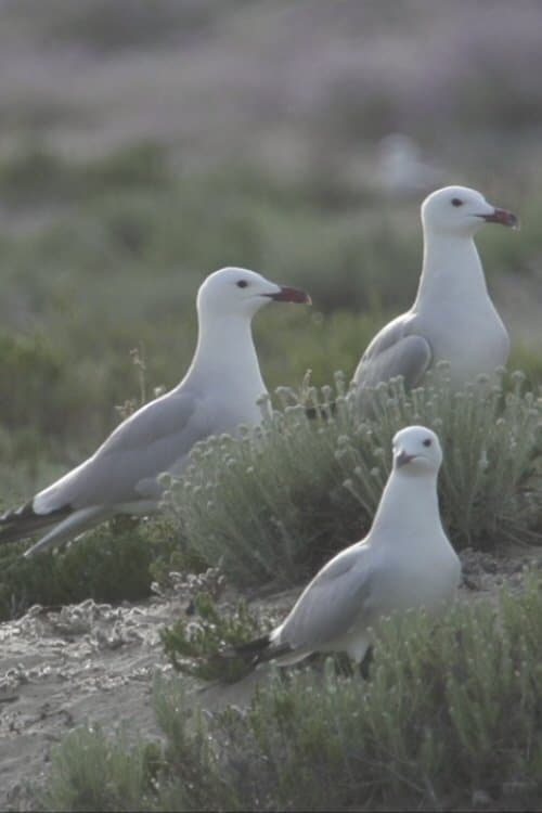 A Ria Formosa