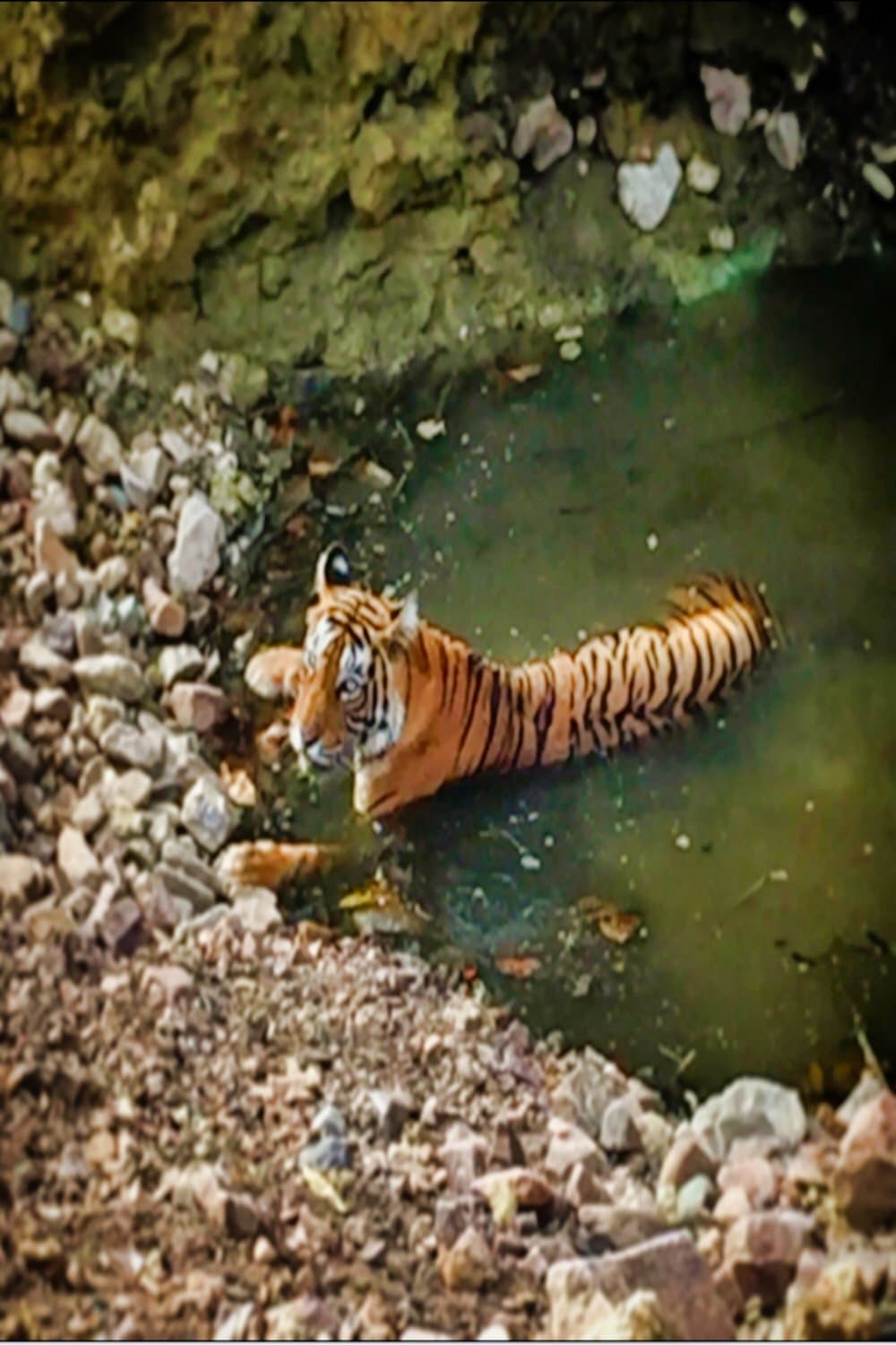 Planet Safari