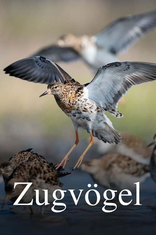 Tažní ptáci: Rok na křídlech