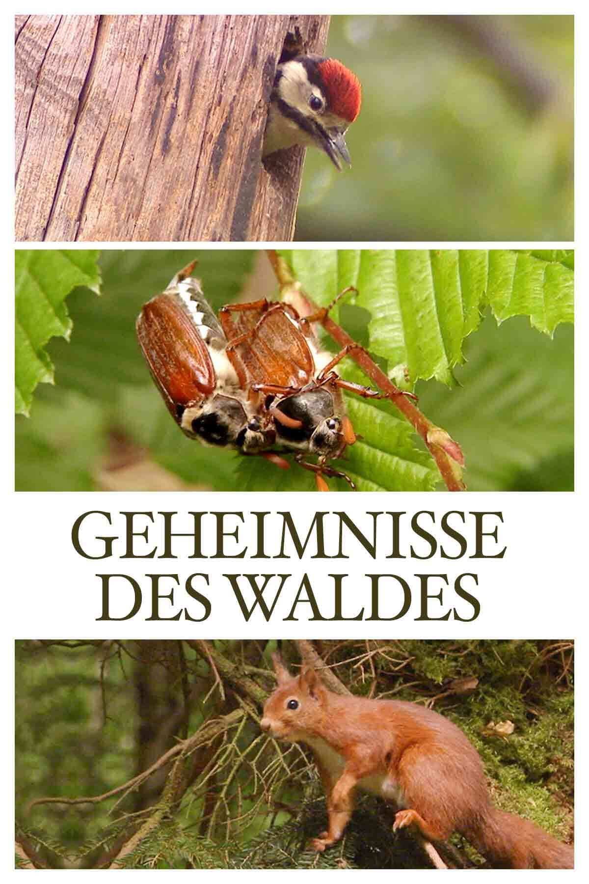 Tajemství lesa