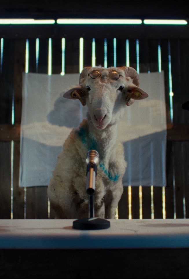 Sheep