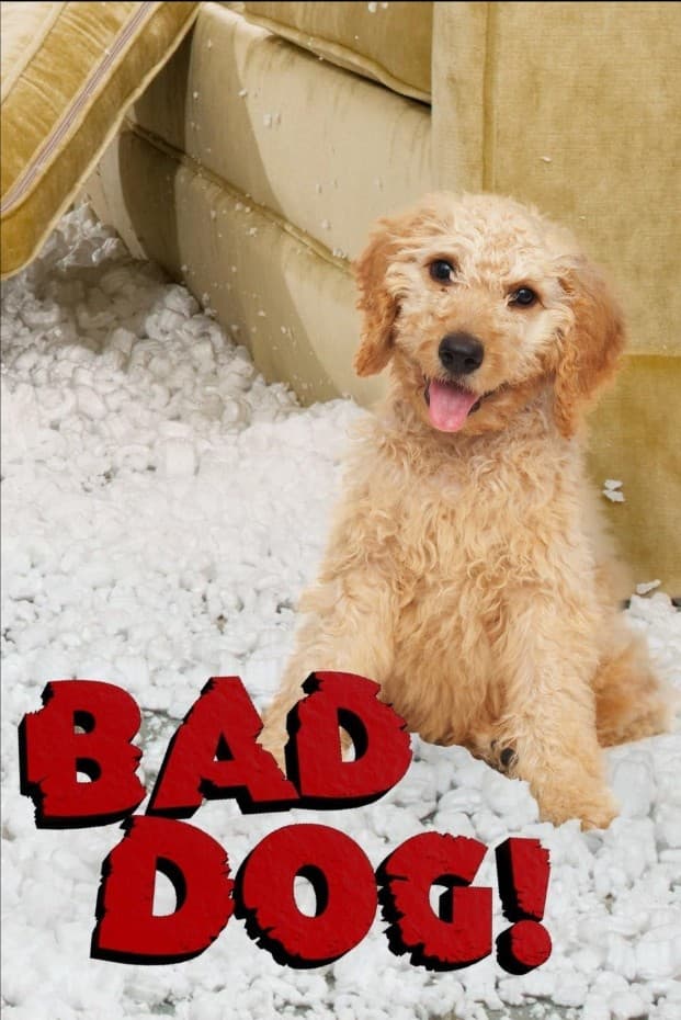 Bad Dog!